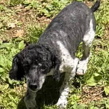 Miniature Poodle Dogs Available for Adoption in West Chester, Pennsylvania - Winston | PetCurious