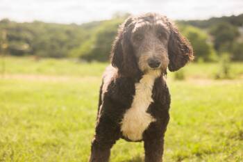 Milo-Transport -  Sheepadoodle Dog for Adoption in Gradyville, Kentucky - Milo-Transport | PetCurious