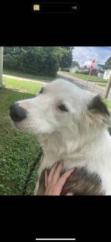 Rescue Border Collie Dogs for Adoption in Indianapolis, Indiana - Donovan | PetCurious