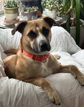 Shepherd and Terrier Dogs Available for Adoption - Hunter | PetCurious