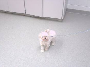 Poodle and Mixed Breed Dogs Available for Adoption in Omaha, Nebraska - BARNEY | PetCurious