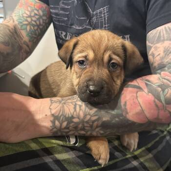 Shepherd and Shar Pei Dogs Available for Adoption - Chandler  | PetCurious