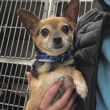 Mixed Breed Dogs Available for Adoption - Lil Bit | PetCurious