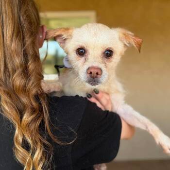 Dean -  Terrier Dog for Adoption in Ramona, California - Dean | PetCurious
