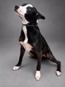 Winter -  Labrador Retriever and Mixed Breed Dog for Adoption in Bowling Green, Kentucky - Winter | PetCurious