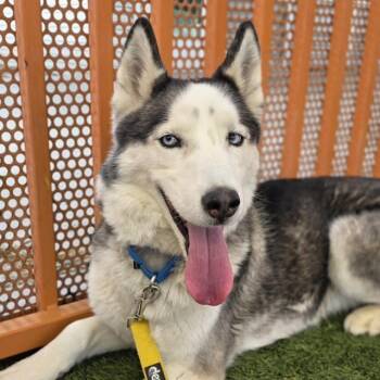 Husky Dogs Available for Adoption - DAKOTA | PetCurious