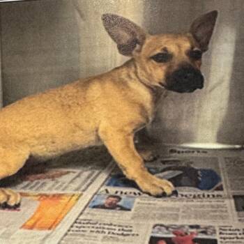 Bobby A2292040 -  Carolina Dog and Mixed Breed Dog for Adoption in Middletown, New York - Bobby A2292040 | PetCurious