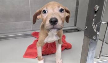 LUKA -  Pit Bull Terrier and Mixed Breed Dog for Adoption in Rowlett, Texas - LUKA | PetCurious