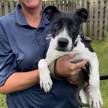 Rescue Labrador Retriever and American Staffordshire Terrier Dogs for Adoption in Savannah, Georgia - Wendy | PetCurious