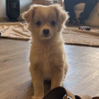 Mixed Breed and Pomeranian Dogs Available for Adoption - Lulu | PetCurious
