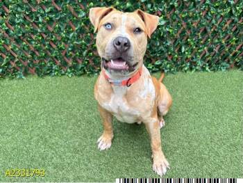 Mixed Breed Dogs Available for Adoption in West Palm Beach, Florida - SPECTER | PetCurious