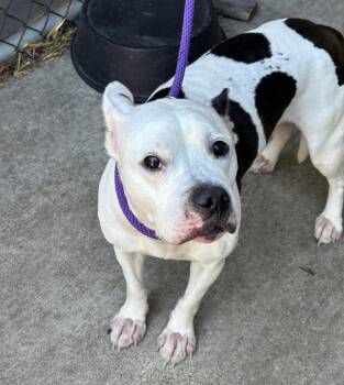 Pit Bull Terrier Dogs Available for Adoption in Chicago, Illinois - Whisper | PetCurious