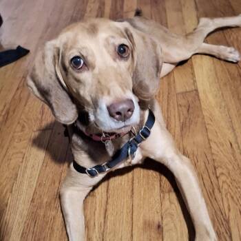 Dixie -  Hound Dog for Adoption in Fairfax Station, Virginia - Dixie | PetCurious