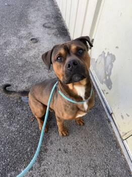 Roscoe -  Mixed Breed Dog for Adoption in Tremont, Illinois - Roscoe | PetCurious