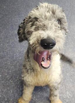Poodle Dogs Available for Adoption - FRECKLES | PetCurious