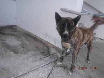 German Shepherd Dog and Mixed Breed Dogs Available for Adoption in Doral, Florida - CARSON | PetCurious