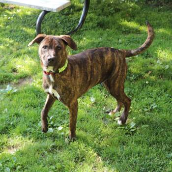 Blair -  Mixed Breed Dog for Adoption in Port Washington, New York - Blair | PetCurious
