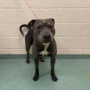 Mixed Breed Dogs Available for Adoption - King Collins | PetCurious