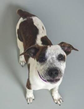 Cattle Dog and Mixed Breed Dogs Available for Adoption in Fort Myers, Florida - Bindi | PetCurious