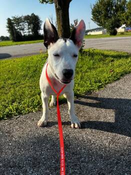 Oreo -  Bull Terrier and Labrador Retriever Dog for Adoption in West Union, Ohio - Oreo | PetCurious