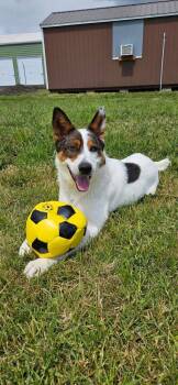 Rescue Australian Cattle Dog Blue Heeler Dogs for Adoption in Mcminnville, Oregon - Spike | PetCurious