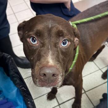 Brutus -  Mixed Breed Dog for Adoption in Charleston, West Virginia - Brutus | PetCurious