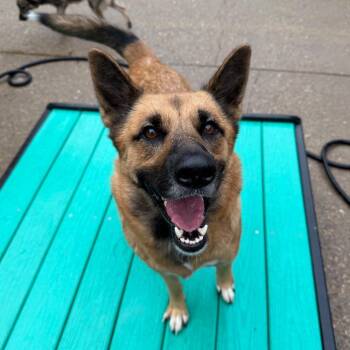 Patience -  Mixed Breed Dog for Adoption in Charleston, West Virginia - Patience | PetCurious
