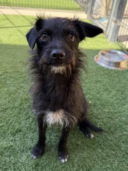 JAVI -  Cairn Terrier and Dachshund Dog Available for Adoption in Sacramento, California - JAVI | PetCurious