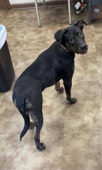 Faye -  Mixed Breed Dog for Adoption in Springfield, Ohio - Faye | PetCurious