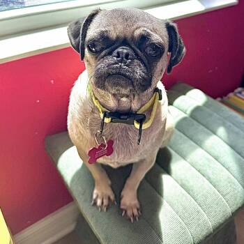 Bonnie -  Pug Dog for Adoption in Alafaya, Florida - Bonnie | PetCurious