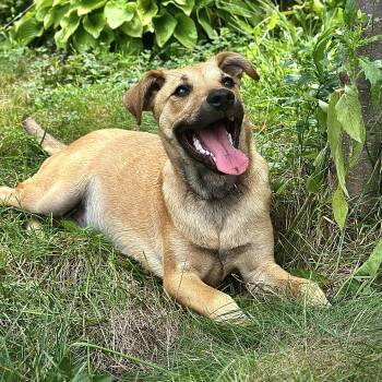 Tilly -  Labrador Retriever Dog for Adoption in Duxbury, Massachusetts - Tilly | PetCurious