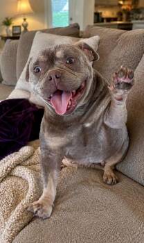 English Bulldog and French Bulldog Dogs Available for Adoption in Tifton, Georgia - Lolly | PetCurious