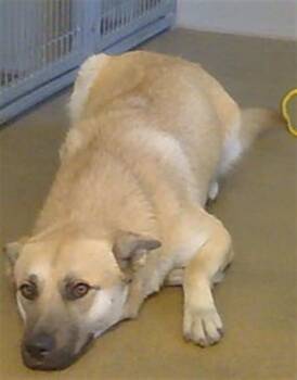 MANGO -  German Shepherd Dog and Mixed Breed Dog for Adoption in Sacramento, California - MANGO | PetCurious