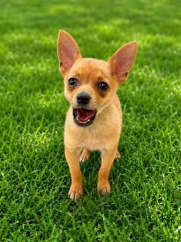 Pepito 0173 -  Chihuahua Dog for Adoption in Waldorf, Maryland - Pepito 0173 | PetCurious