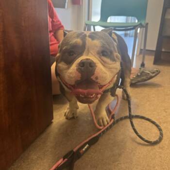 Vinny -  American Bully Dog for Adoption in Brentwood, Missouri - Vinny | PetCurious