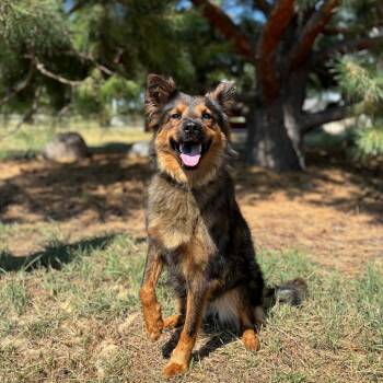 Duchess -  Shepherd and Mixed Breed Dog for Adoption in Fargo, North Dakota - Duchess | PetCurious