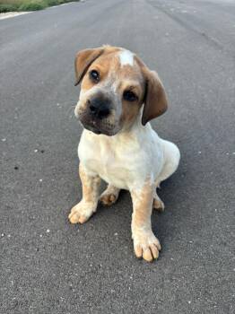 Conner -  Australian Cattle Dog Blue Heeler and Great Pyrenees Dog for Adoption in Pflugerville, Texas - Conner | PetCurious