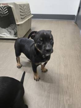 Australian Cattle Dog Blue Heeler and American Staffordshire Terrier Dogs Available for Adoption in Boston, Kentucky - Jasmine | PetCurious