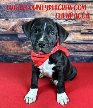 Labrador Retriever and Spaniel Dogs Available for Adoption - Chewbacca | PetCurious