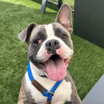 Roxy -  French Bulldog Dog for Adoption in Matteson, Illinois - Roxy | PetCurious