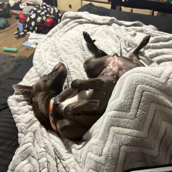 Sally -  Whippet and Mixed Breed Dog for Adoption in Corpus Christi, Texas - Sally | PetCurious
