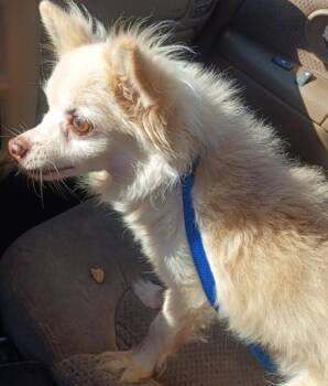 Felix -  Pomeranian Dog for Adoption in Dallas, Texas - Felix | PetCurious