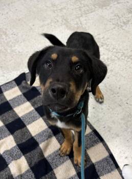 *Atlas* -  Rottweiler and Tibetan Mastiff Dog for Adoption in Salt Lake City, Utah - *Atlas* | PetCurious