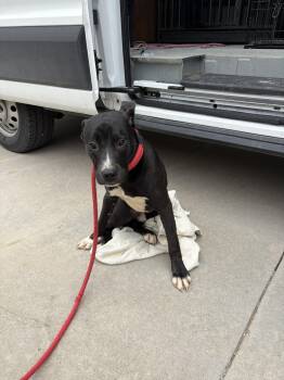 Black Labrador Retriever and Pit Bull Terrier Dogs Available for Adoption in Leavenworth, Kansas - 26-0194 "Stormi" | PetCurious