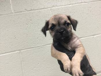 Terrier and Mixed Breed Dogs Available for Adoption in Thousand Palms, California - A1917881 | PetCurious