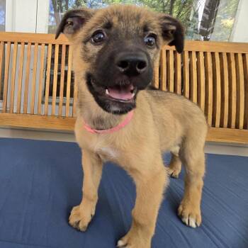 Uno -  Mixed Breed Dog for Adoption in Buffalo, Minnesota - Uno | PetCurious