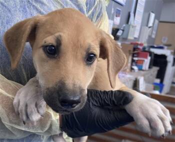 SABINE -  Mixed Breed Dog for Adoption in Dallas, Texas - SABINE | PetCurious