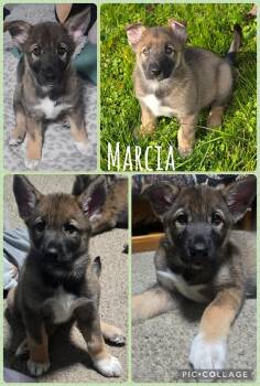 German Shepherd Dog and Husky Dogs Available for Adoption - Marcia | PetCurious