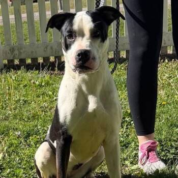 Pit Bull Terrier Dogs Available for Adoption in Waterloo, Iowa - Lila | PetCurious