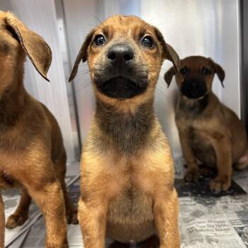 Mixed Breed Dogs Available for Adoption - Finch | PetCurious